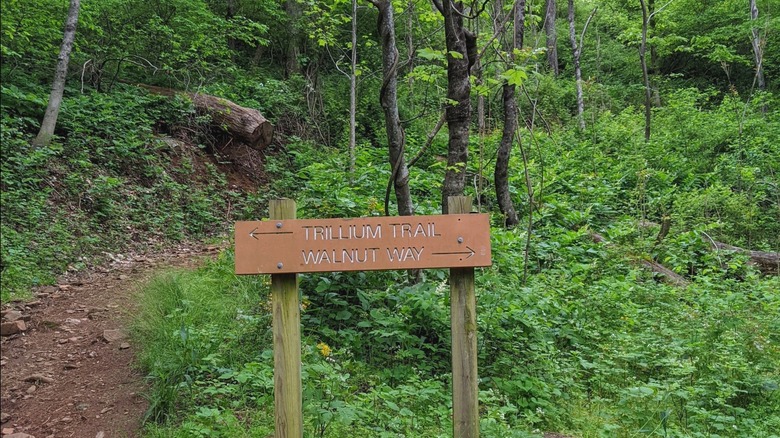 Trillium Trail at Collier Cove Nature Preserve in Arden, NC