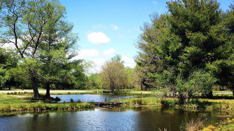 Trees and ponds at Flat Rock Park on a sunny day