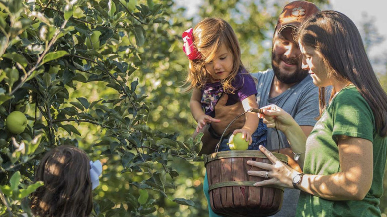 A family picking apples at Sky Top Orchard