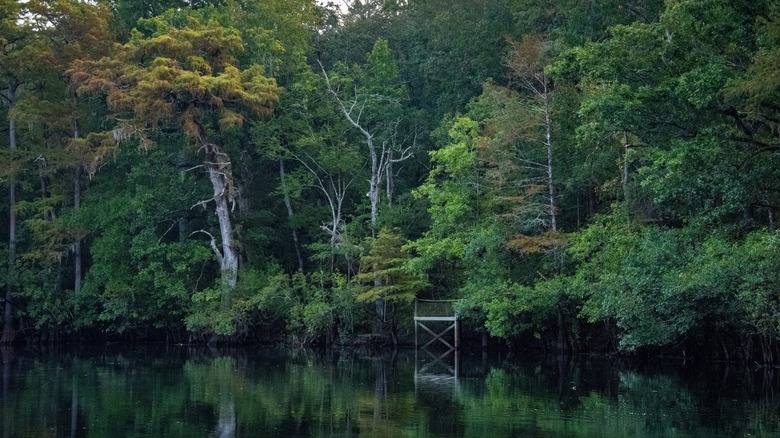 Cypress on the Black River