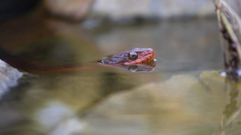 A red-bellied watersnake swimming in North Carolina