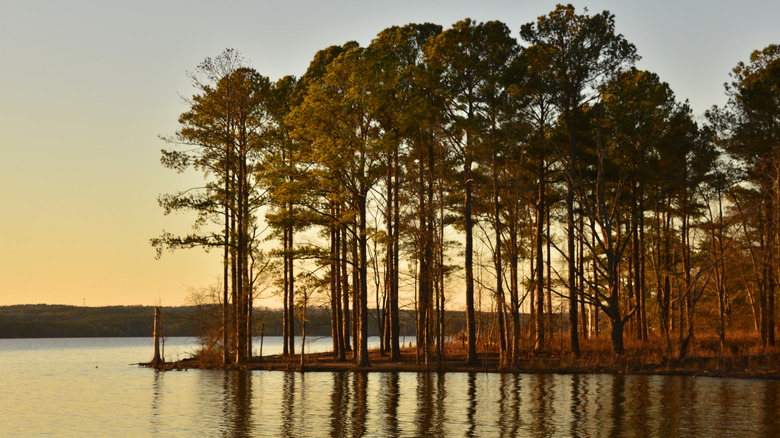 A treeline at Jordan Lake