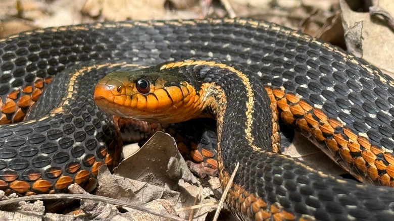 Eastern garter snake
