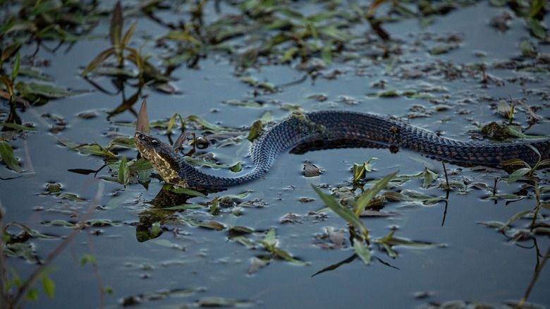 A cottonmouth in vegetated water
