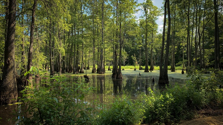 The Great Dismal Swamp