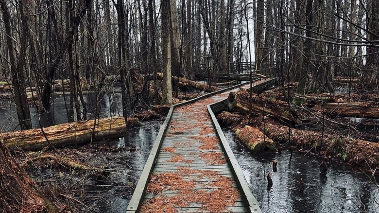 swamp trail through Pettigrew State Park