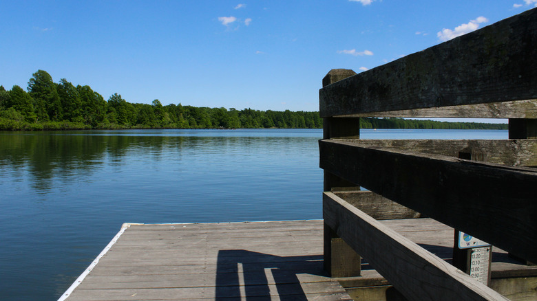 view from dock phelps lake pettigrew state park