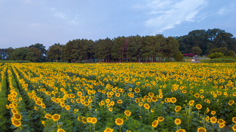 A field of sunflowers at Dix Park, Raleigh, South Carolina