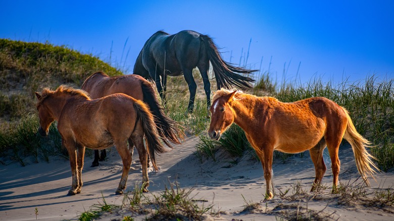Corolla wild horses standing on an Outer Banks beach on a sunny day