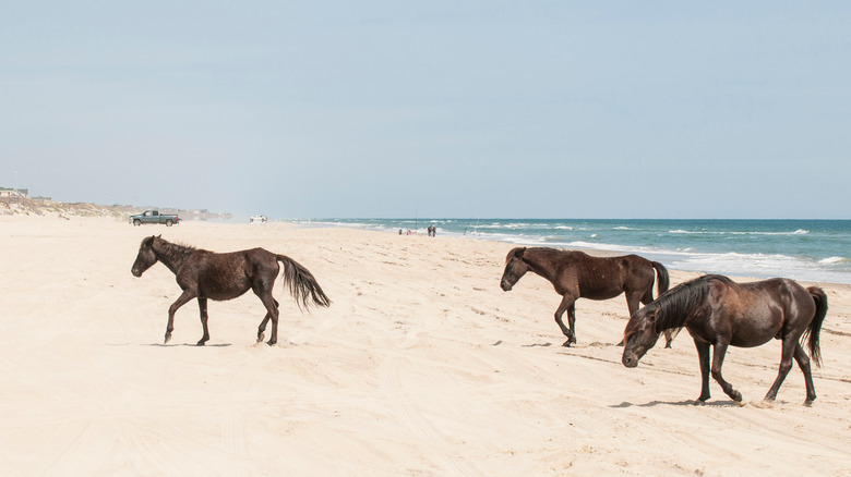 Wild horses walking on the beach in the Currituck National Wildlife Refuge