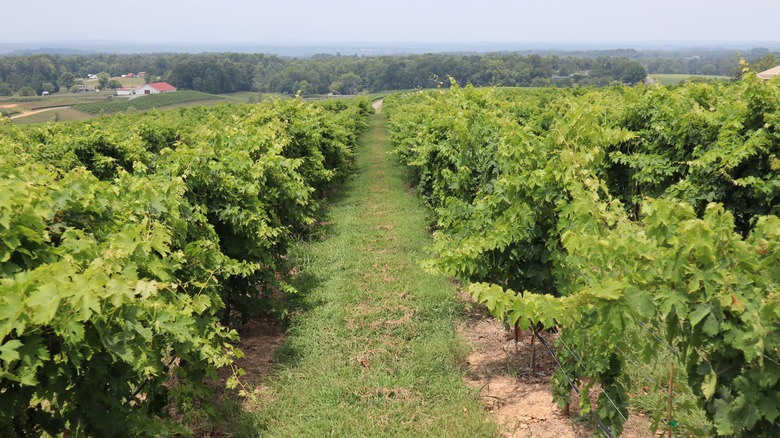 Landscape view of a Yadkin Valley vineyard