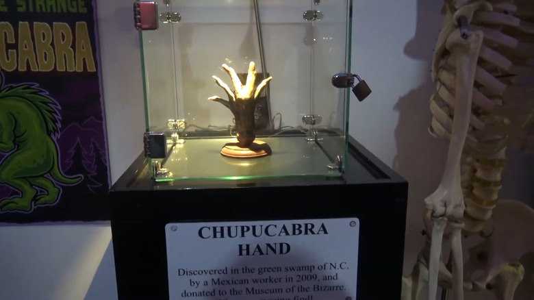 The "Chupucabra Hand" at the Museum of the Bizarre