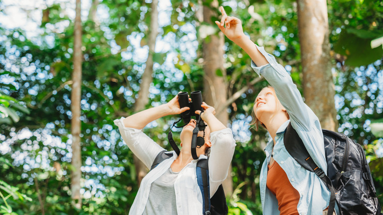Hikers with binoculars pointing upwards