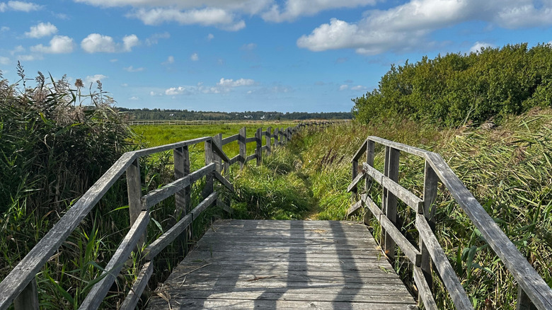 Boardwalk through a grassy green space