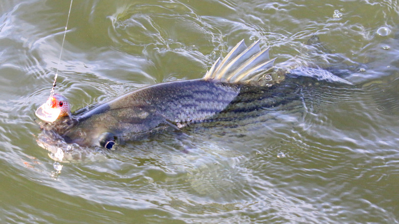 A striped bass caught in a freshwater lake in the US