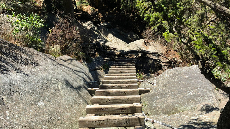 One of the ladders on the way up Grandfather Trail in Grandfather Mountain State Park.