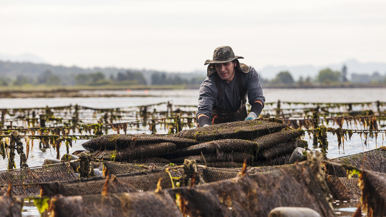 A typical oyster farm