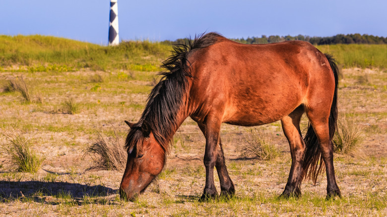A wild horse grazing near the Cape Lookout lighthouse