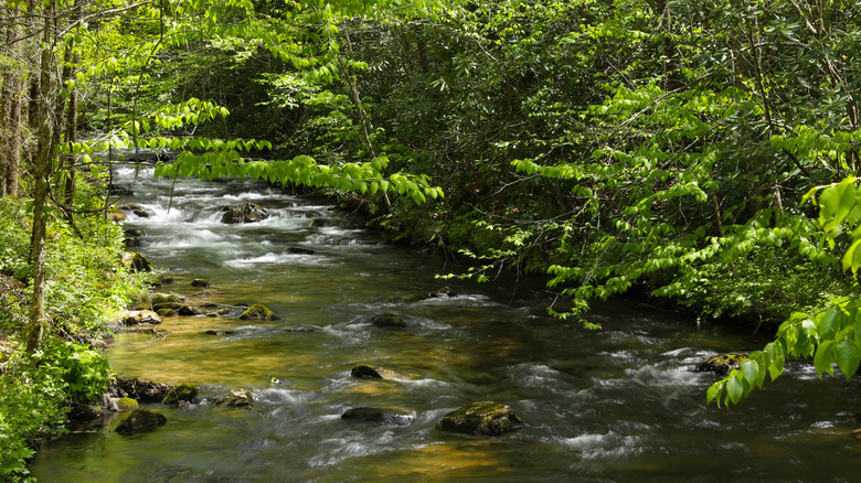 Shrub-lined creek in Nantahala National Forest