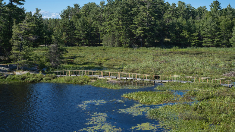Wetland flanked by bog shrub and trees in background