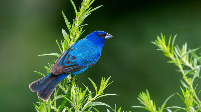 Indigo bunting perched on thin branches