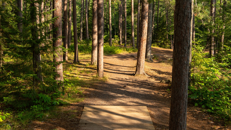 A hiking trail through pine trees