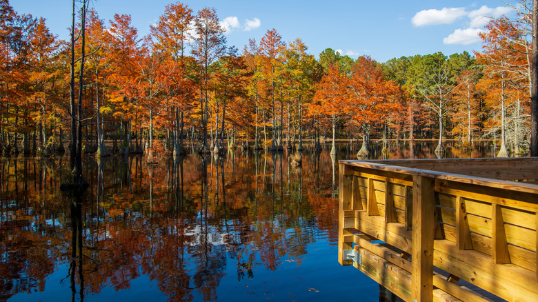 Carvers Creek State Park's pond in the fall