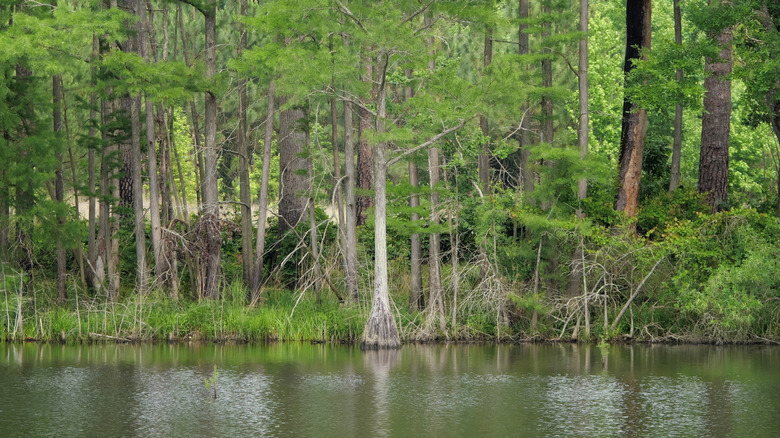 A serene waterhole and forested land in Carvers Creek State Park