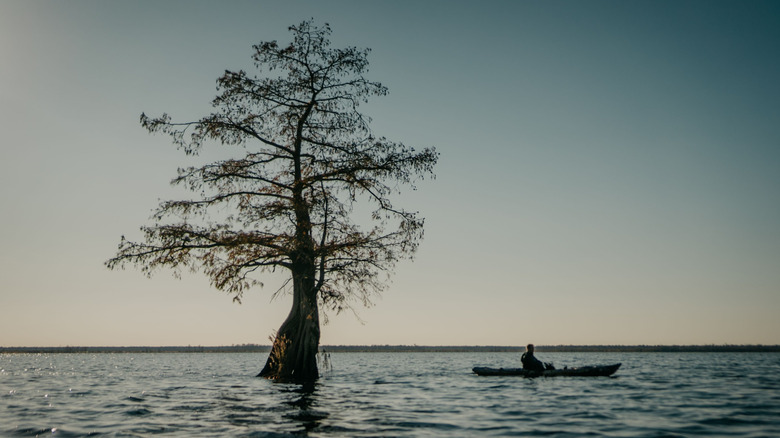 Silhouette of kayak and tree in the Great Dismal Swamp