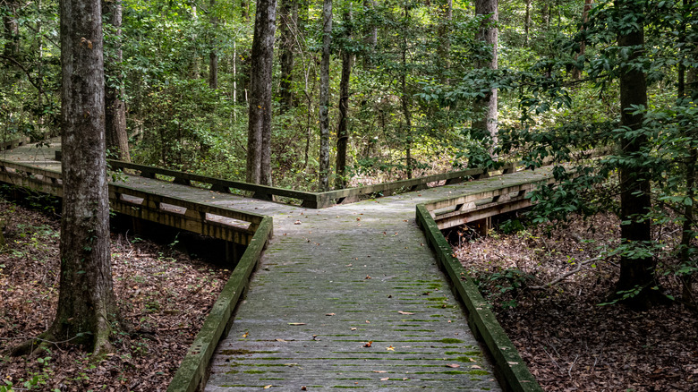 Boardwalks through the Great Dismal Swamp make hiking and birdwatching accessible