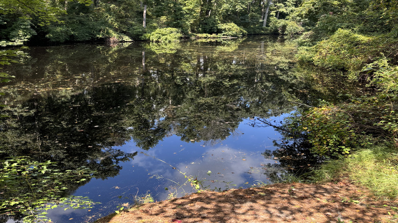 A tranquil part of the Great Dismal Swamp Canal