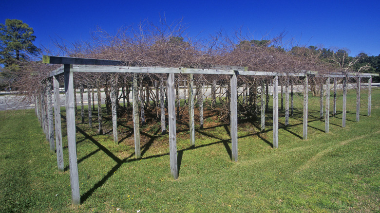 The Mother Vine in North Carolina