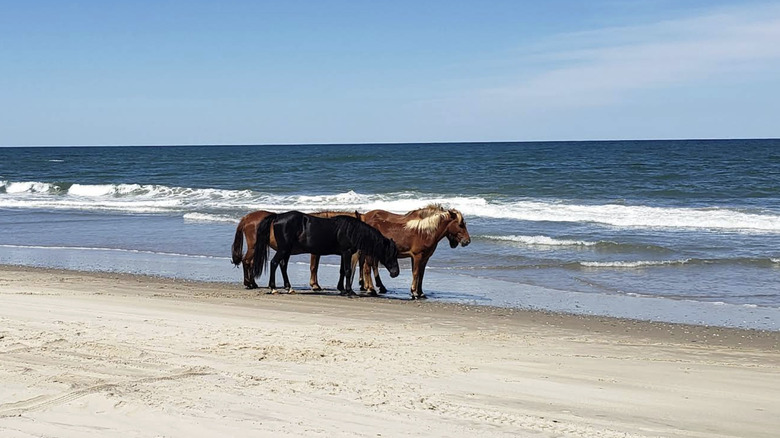 horses on a beach in Currituck National Wildlife Refuge near Moyock, North Carolina
