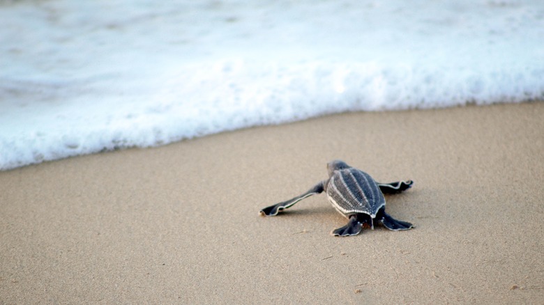Baby sea turtle crawling towards the water