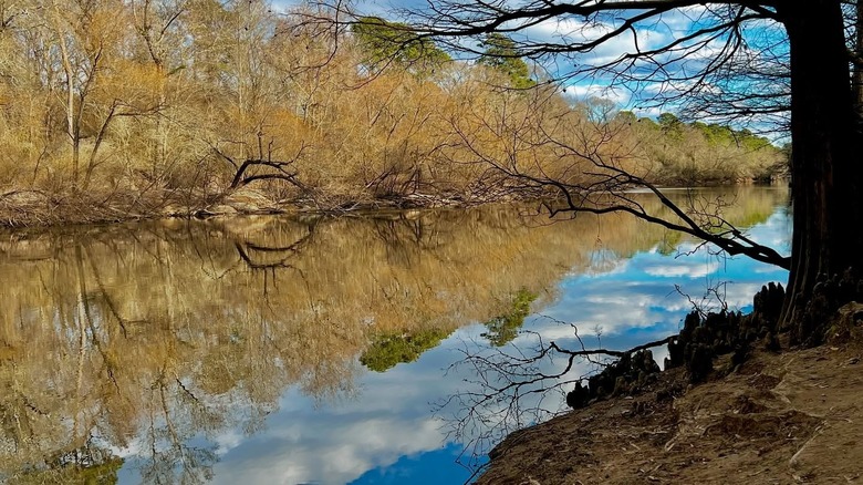 banks of river neuse in cliffs of neuse state park
