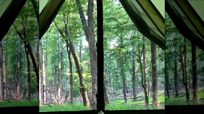 View of the forest through a bell tent