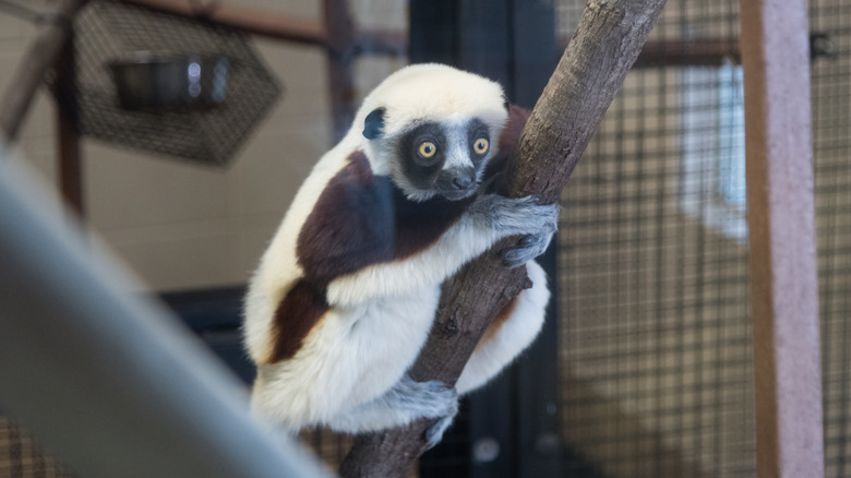 Sifaka lemur on a tree at the Duke Lemur Center