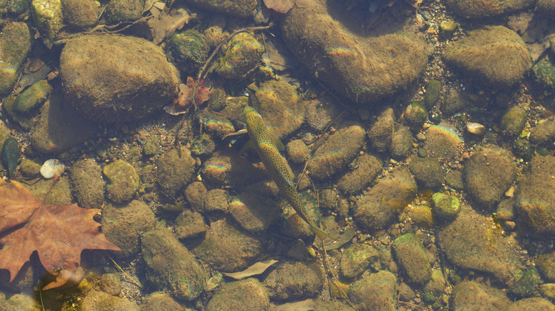 Trout swimming above a rocky mountain riverbed