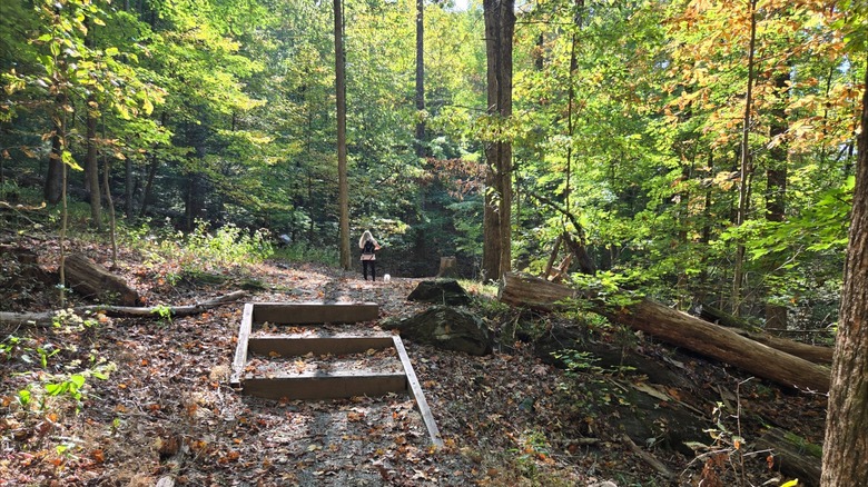 Wood steps built along a dirt hiking trail at Rendezvous Mountain State Park, North Carolina