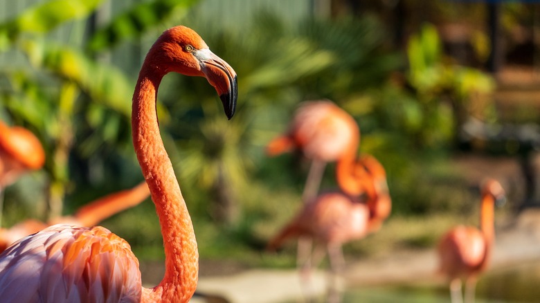 Pink flamingo at Greensboro Science Center