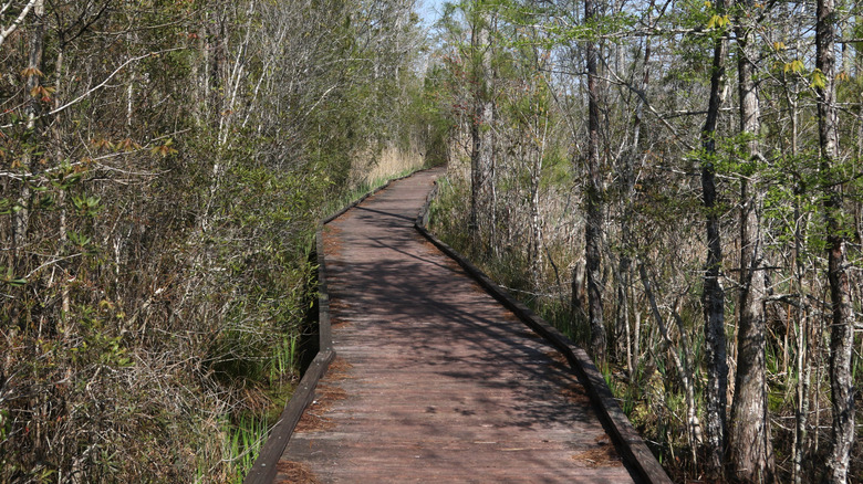 The Boardwalk Trail at the Alligator River National Wildlife Refuge in North Carolina