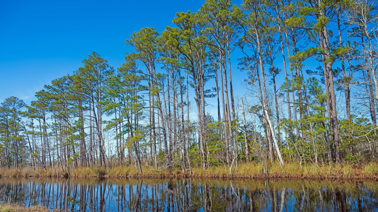 Loblolly Pines along a bayou in the Alligator River National Wildlife Refuge in North Carolina