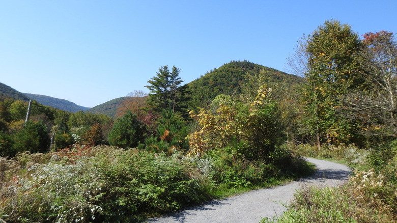 The natural autumn beauty along the pathway that leads to the Hick's Run Wildlife Viewing Blind, Elk State Forest, Cameron County, Pennsylvania.
