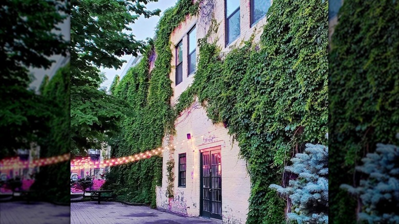 Ely's Ivy Restaurant and Bar