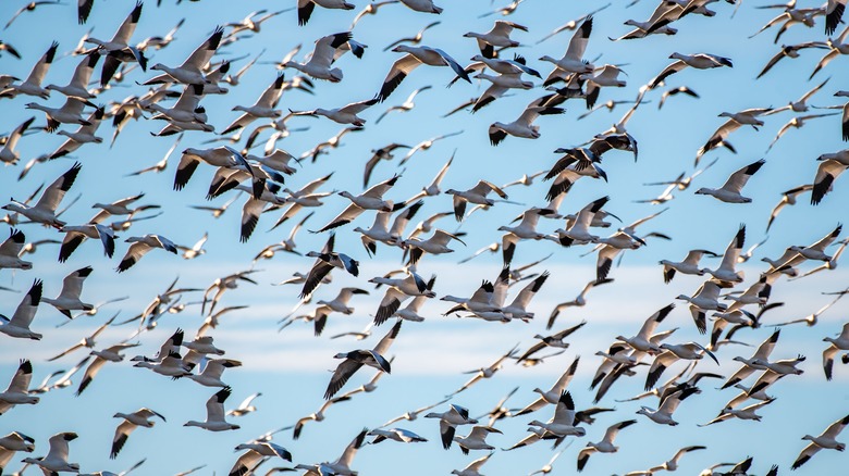 Snow geese flying south during their annual migration