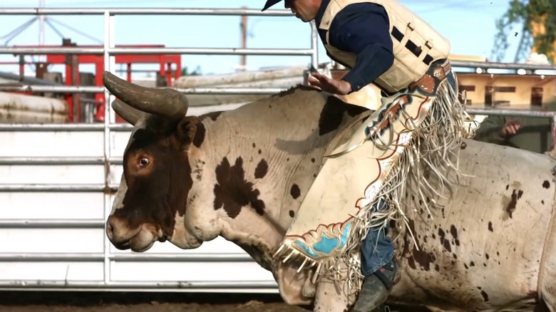 Rodeo rider on top of a bull at the Dickinson Roughrider Days Fair and Expo