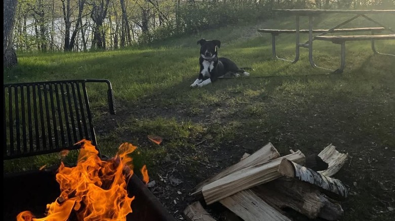 A dog and a campfire