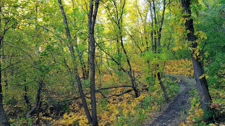 A trail running through the woods in Pembina Gorge State Park