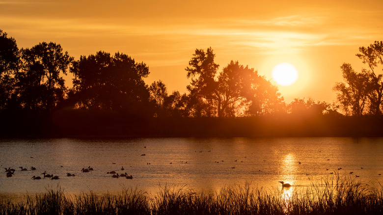 Birds floating on the water and trees silhouetted at sunrise in Fort Ransom State Park