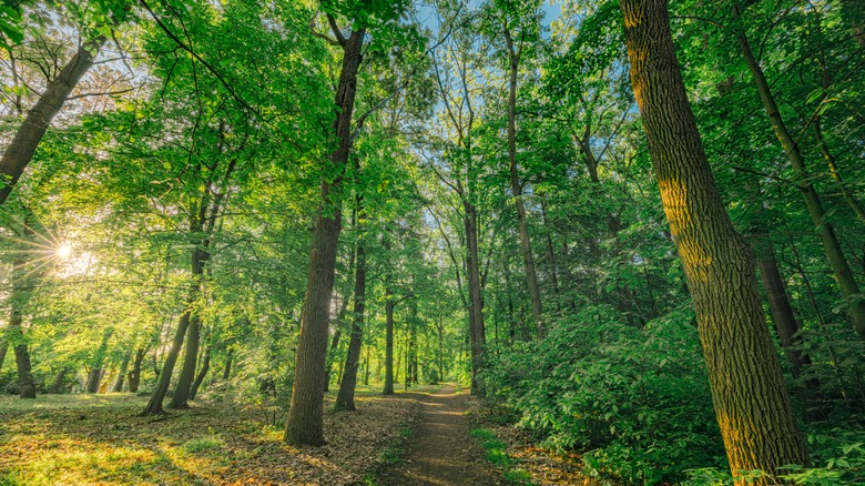 Forest hiking trail among trees